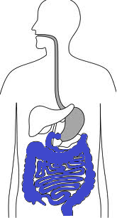 Small & Large Intestine